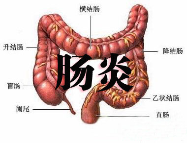 肠道图